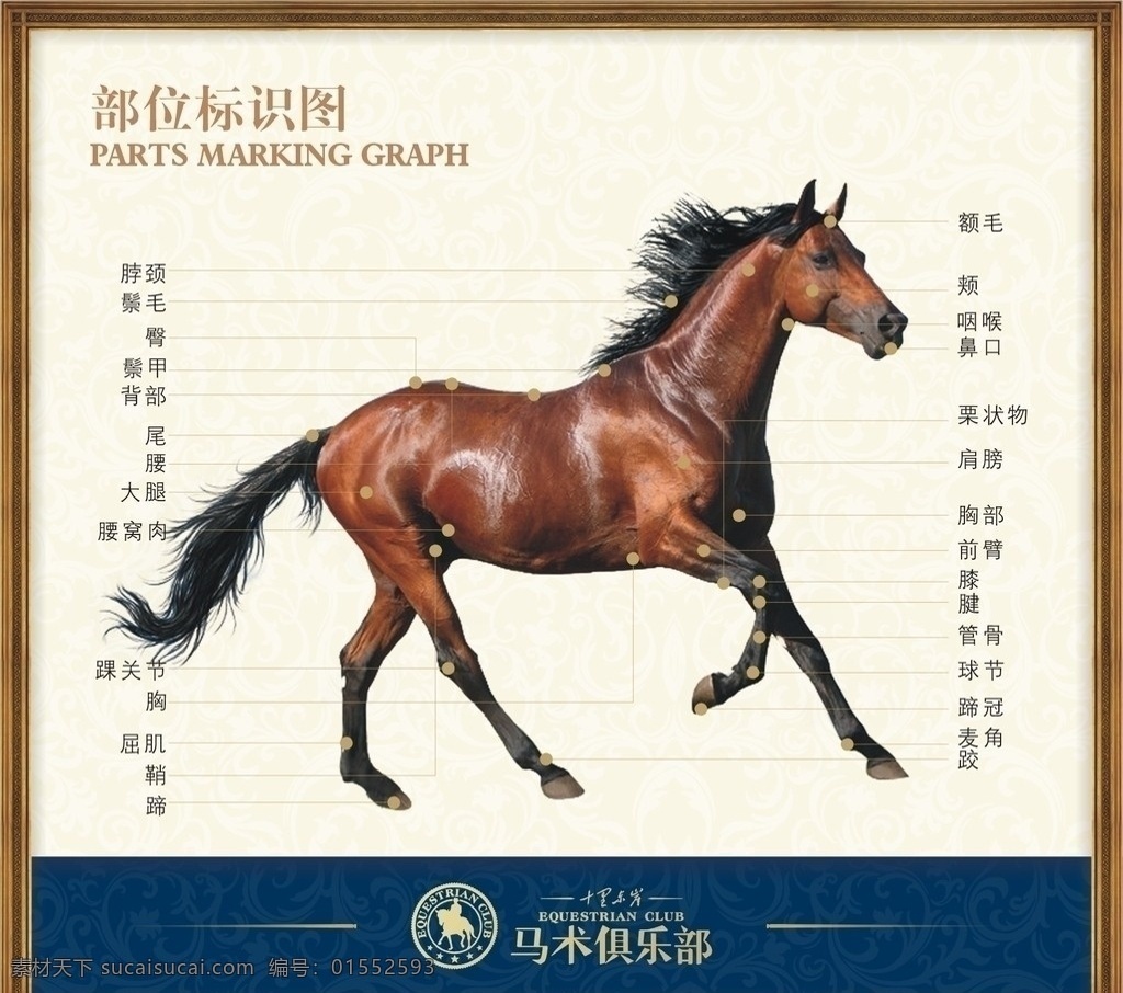 马部位标识图 马术 俱乐部 马 部位 标识 图 马术俱乐部 骑马 欧式相框 矢量