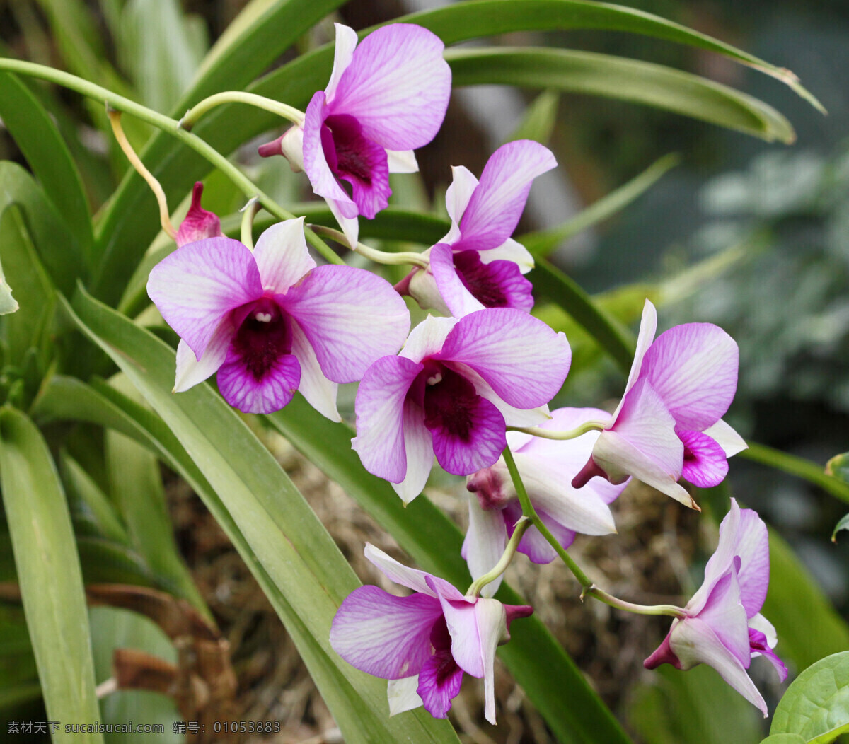 紫色兰花 兰花 洋兰 兰花特写 花卉 花草 生物世界