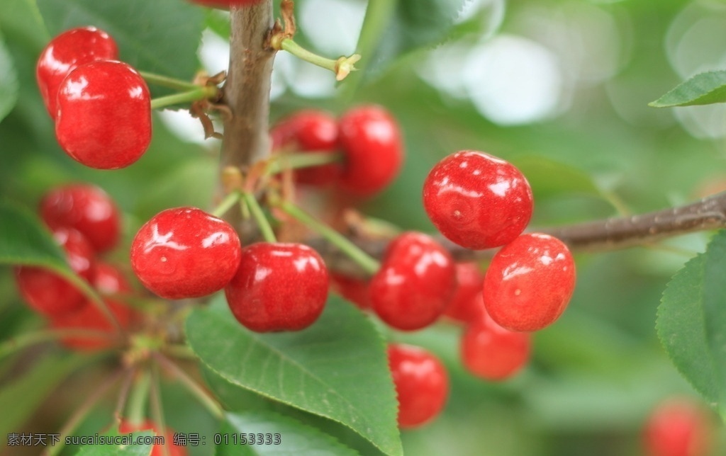红樱桃 大樱桃 小樱桃 樱桃采摘 樱桃园 樱桃 黄樱桃 生物世界 水果