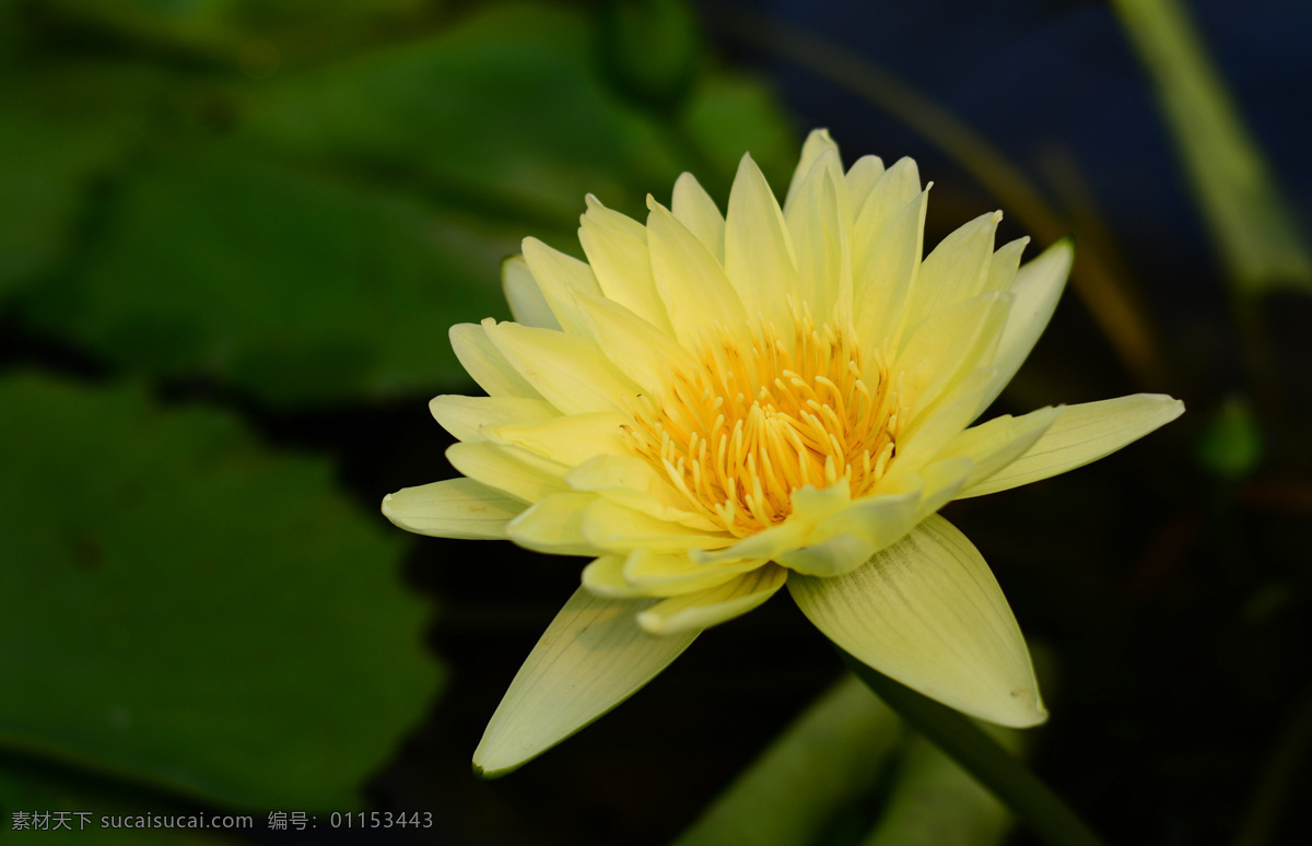 娇艳欲滴 睡莲 花卉