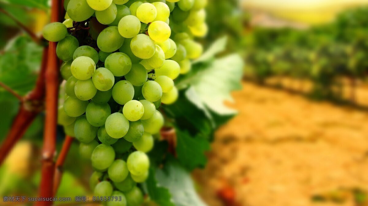 绿葡萄 水果 葡萄酒 葡萄园 生物世界