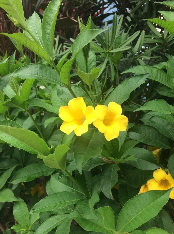 黄婵花 黄蝉花 黄色小花 初夏 绿化带 植物园 城市风景 生物世界 花草