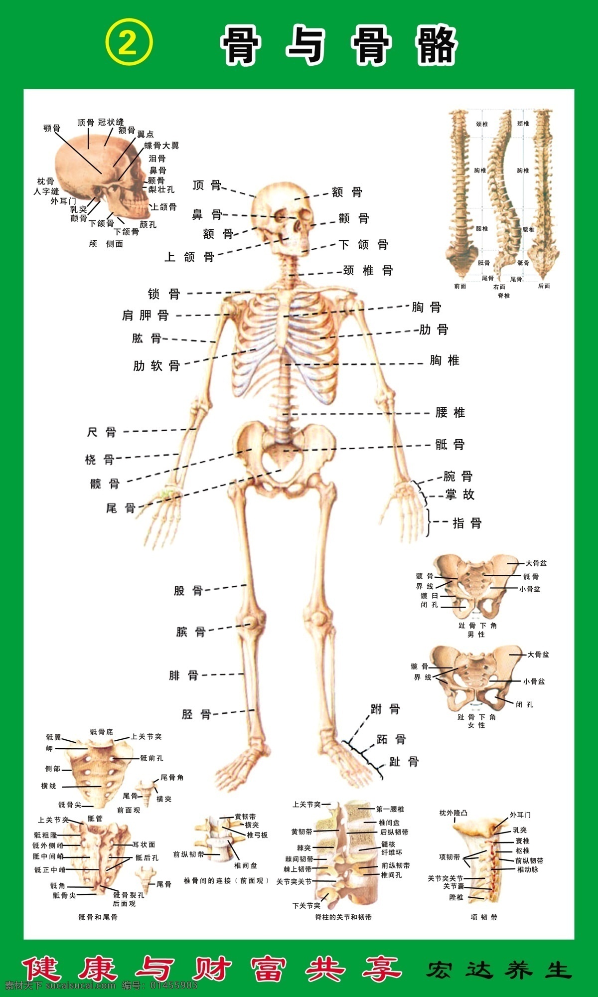 骨骼与骨头 养生 健康与财富 骶骨和尾骨 脊柱 关节 韧带 项韧带 广告设计模板 源文件