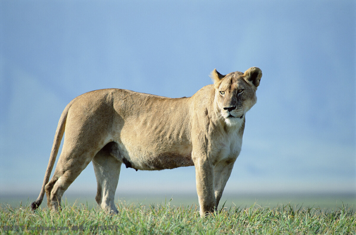 高处 只 野 狮子 非洲野生动物 动物世界 动物 jpg图片 非洲 野生动物 生物世界 摄影图片 脯乳动物 狮子高清图片 狮子写真 狮子正面 狮子全身图 陆地动物
