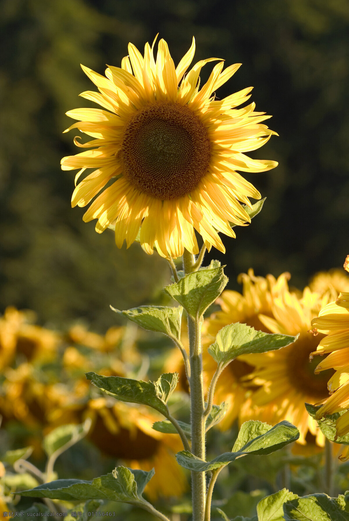 向日葵 鲜花 阳光 唯美 金黄色 向日葵地 花草树木 生物世界