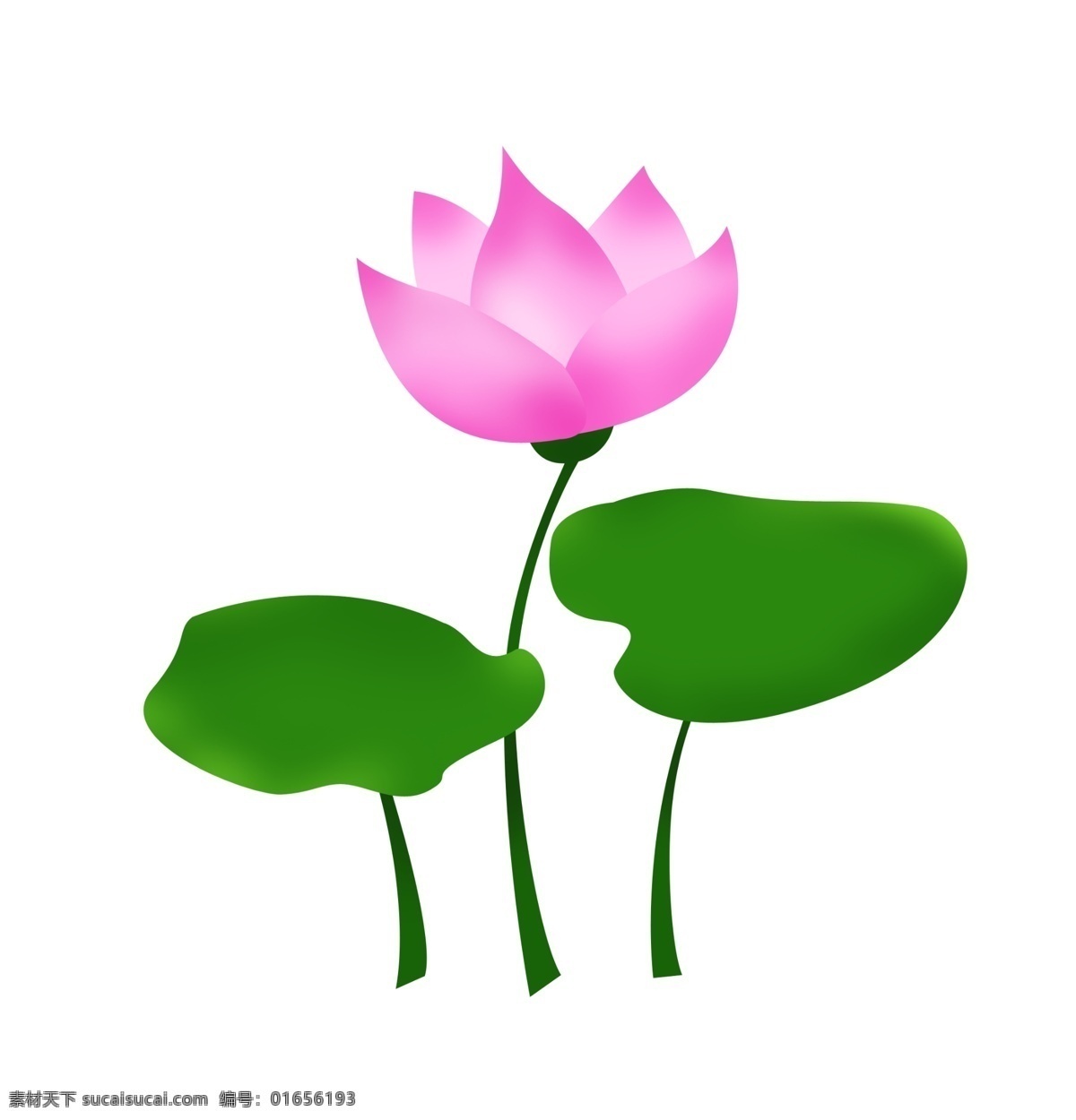 中国 风 荷花 荷叶 插画 一朵荷花 中国风荷花 绿色荷叶 叶子 绿叶 粉色荷花 莲花 漂亮的荷花 花