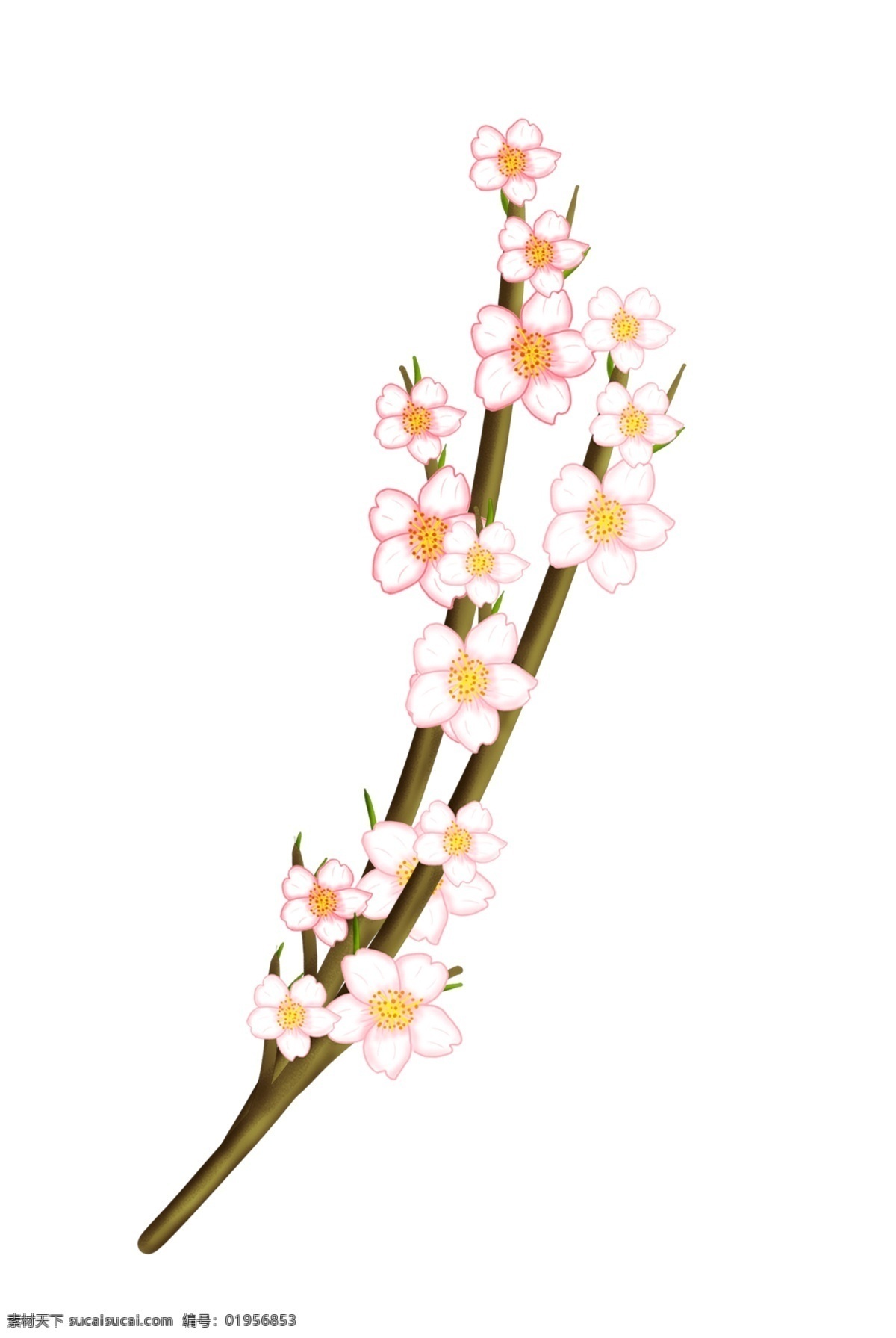 手绘 支 桃花 插画 桃花枝 鲜花 粉色桃花 手绘桃花 桃花插画 桃子 开花 一支桃花插画 花