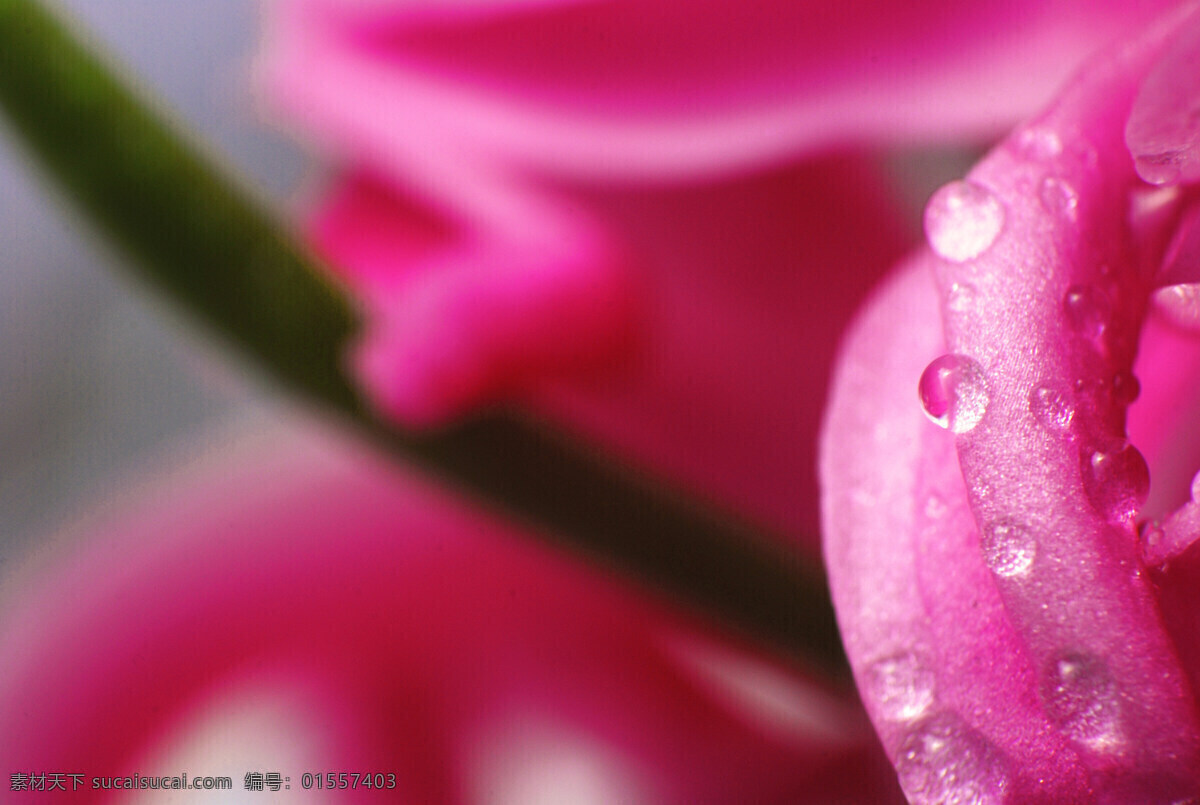 风信子 微距 红色 水滴 花草 生物世界