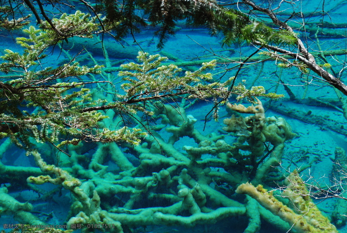 九寨沟 美景 风景 水 清澈 自然景观 山水风景