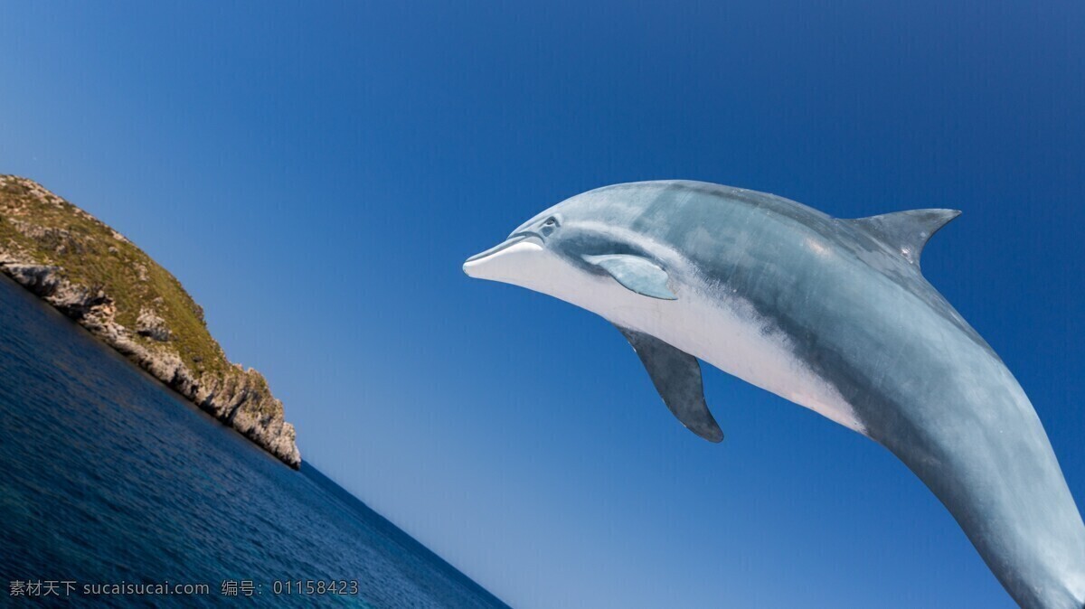 海上 跳跃 海豚 高清 大海 海洋 海面 海洋生物