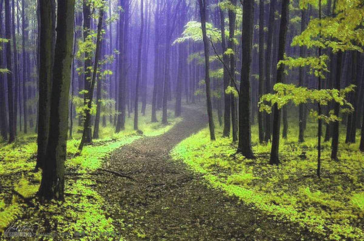 清新大自然 森林 树木 阳光 大自然 背景 黑色 早晨 云雾 清新 路 自然景观 自然风景
