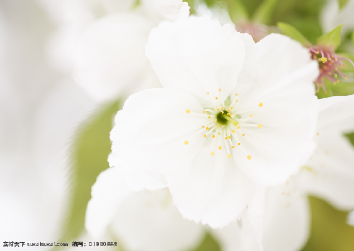 春天 花朵 特写 白色花朵 鲜花 清新 高清图片 花草树木 生物世界