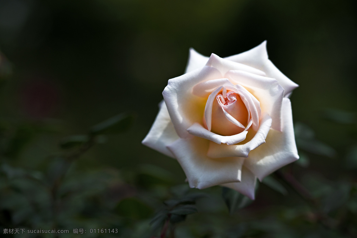 纯洁 白 玫瑰花 高清 玫瑰 白色 白花 鲜花 花草
