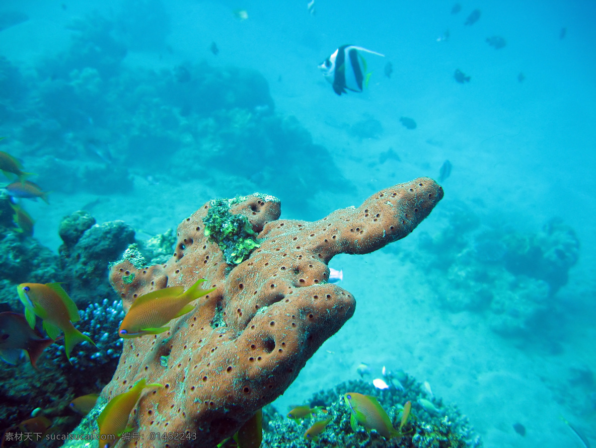 水底 景观 沙石 鱼 珊瑚 植物 动物 海洋 景区 海洋世界 大海图片 风景图片