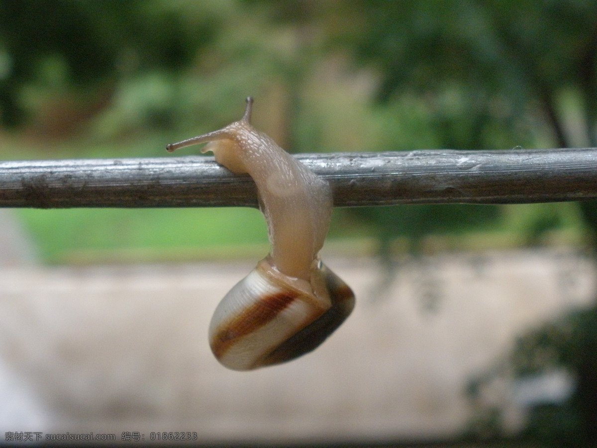 蜗牛 奋斗 昆虫 努力 生物世界 爬行 艰难 不放弃