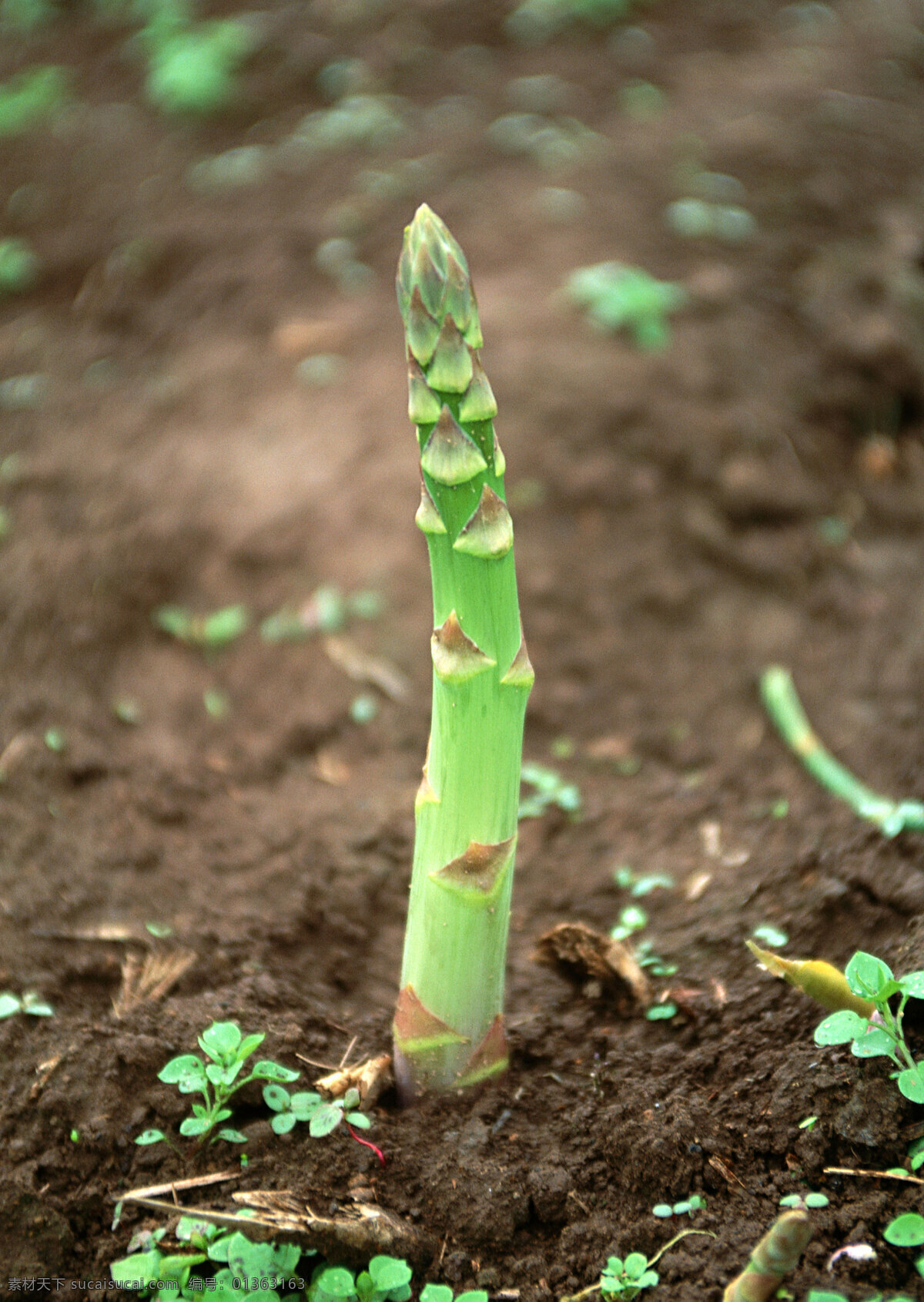 芦笋 绿色蔬菜 生物世界 蔬菜 新鲜蔬菜 植物 芦笋苗 无公害蔬菜 健康蔬菜 高清蔬菜 蔬菜主题 风景 生活 旅游餐饮