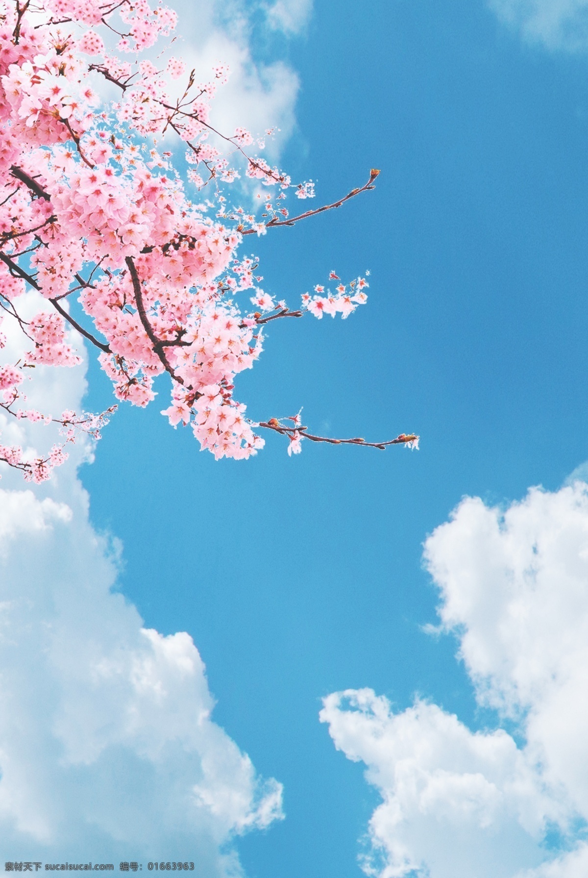 日 系 天空 小 清新 背景 日系 简约 樱花 文艺 白云 风景 暂无