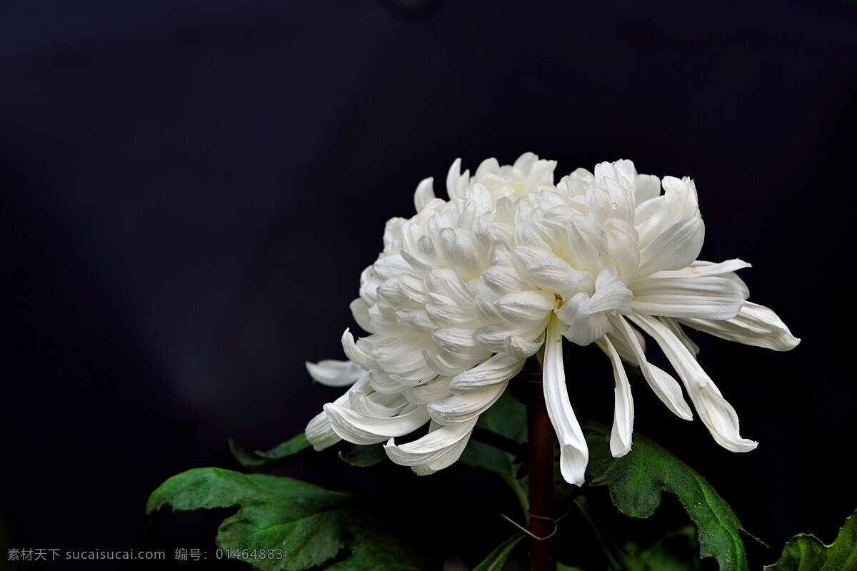 白色菊花 菊花 花朵 花草 植物 鲜花 花瓣 默哀 悼念 花草植物树木 生物世界
