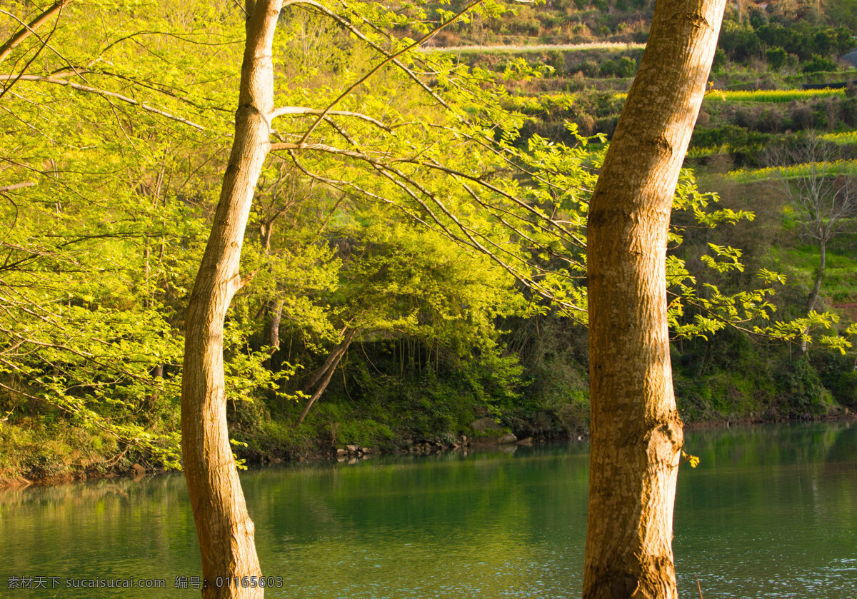 春天 翠绿 树木 湖水 海报 翠绿树木 小溪 河流 树木背景 树 美景 春景 春意 春日 溪水