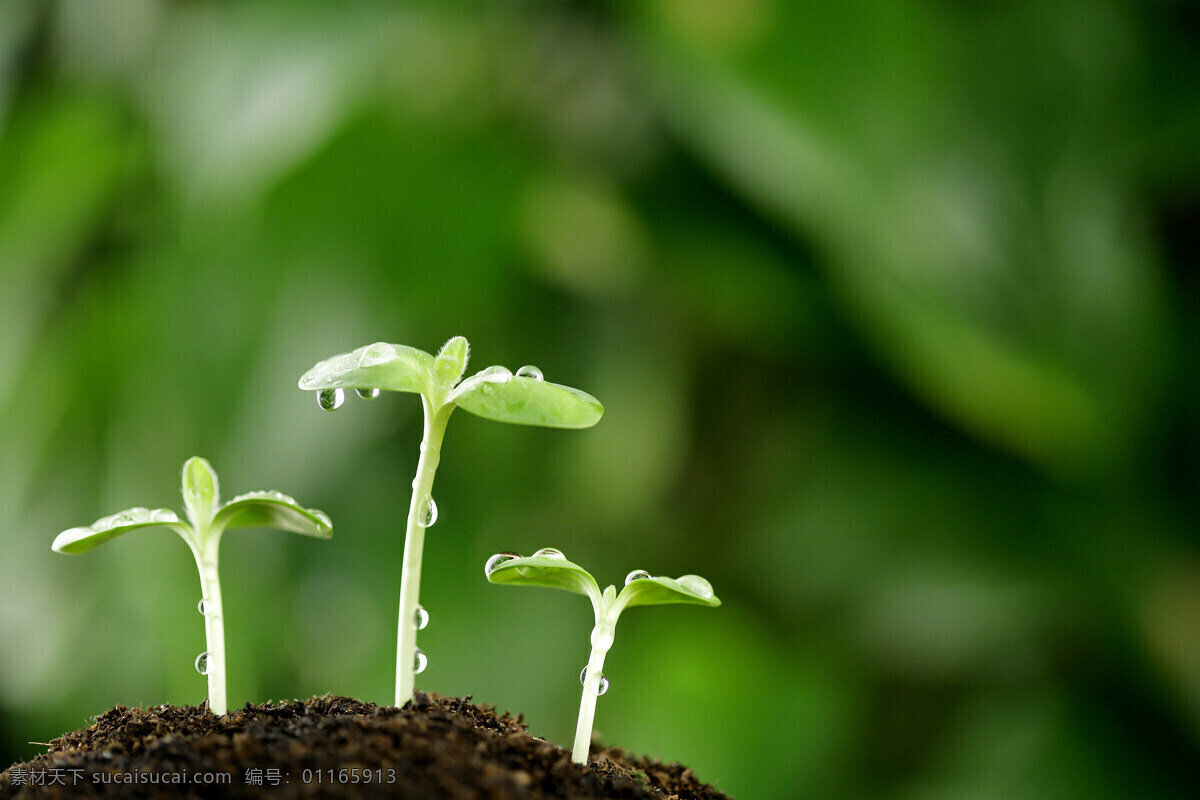 带露 珠 幼苗 植物 绿色 健康 成长 希望 清新 出土 新生 象征 种子 茁状成长 向上 破土 发芽 呵护 培养 土壤 生命力 培育 滋润 露珠 露水 花草树木 生物世界