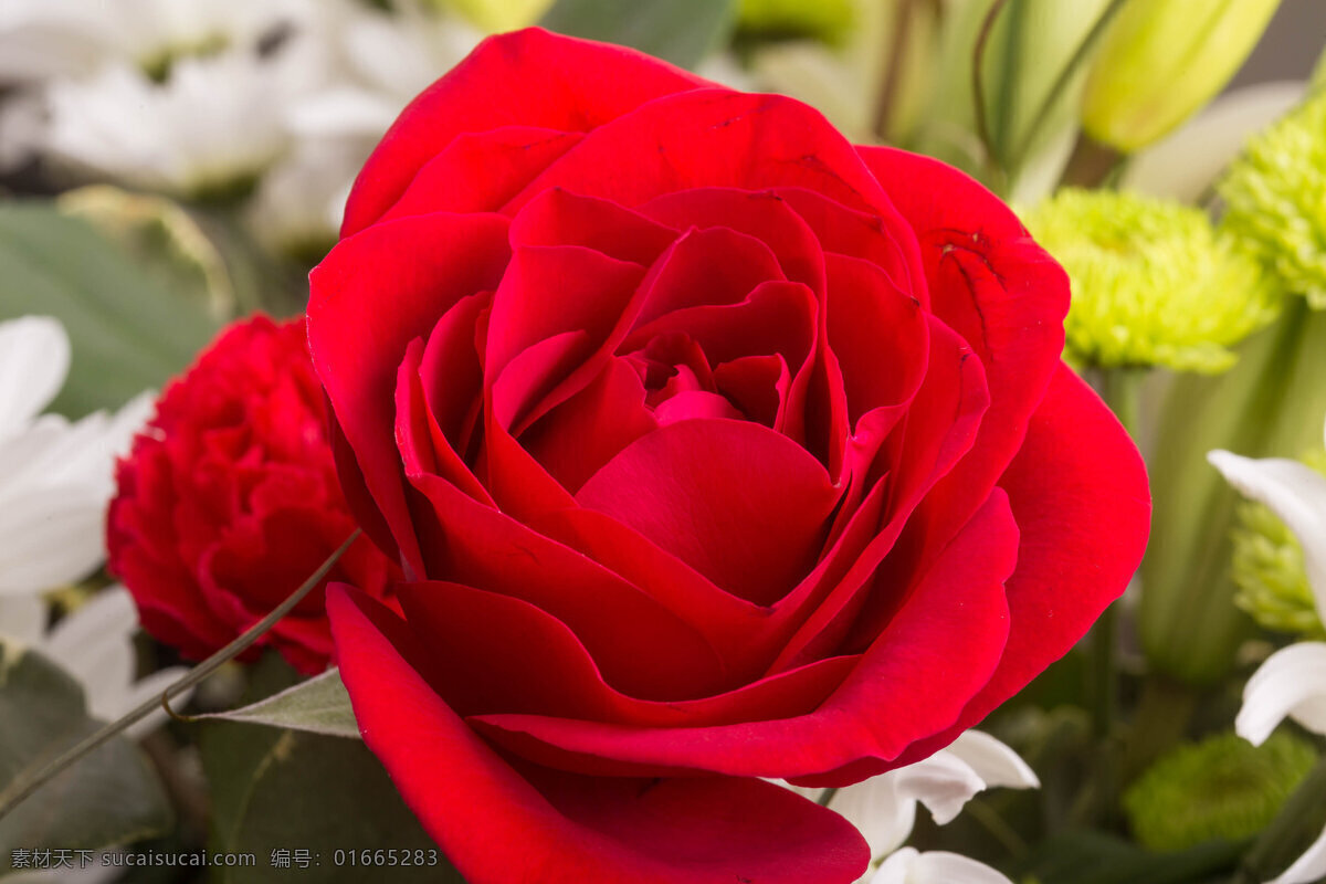 红色 玫瑰花 美丽鲜花 红玫瑰 花卉 鲜花摄影 漂亮花朵 花草树木 生物世界