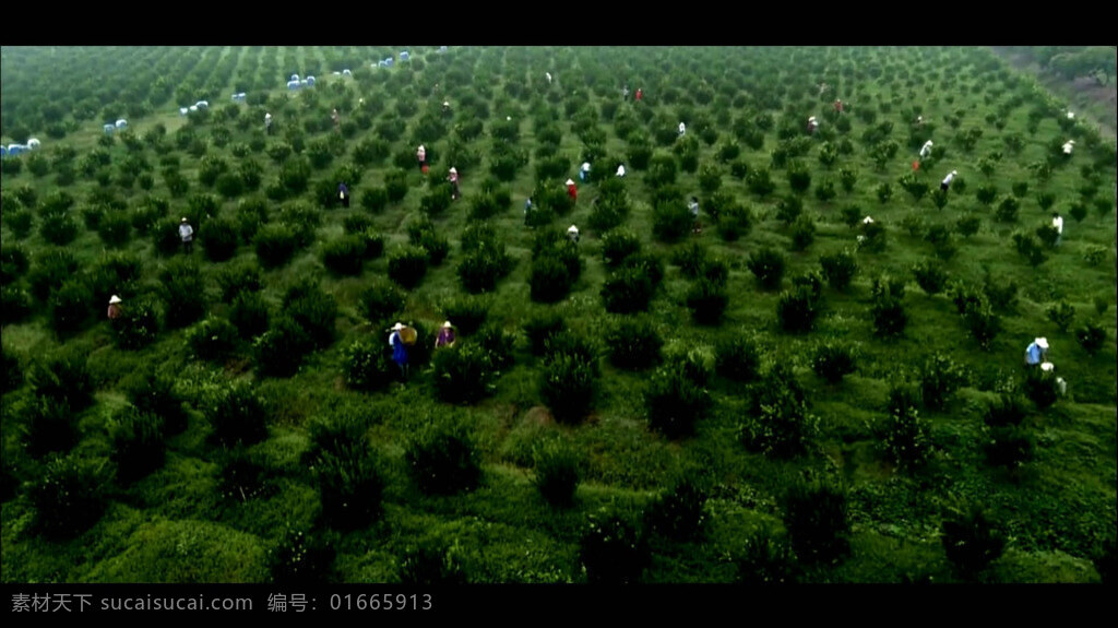 中国 南方 农民 采摘 甘 橙 人物 视频 甘橙