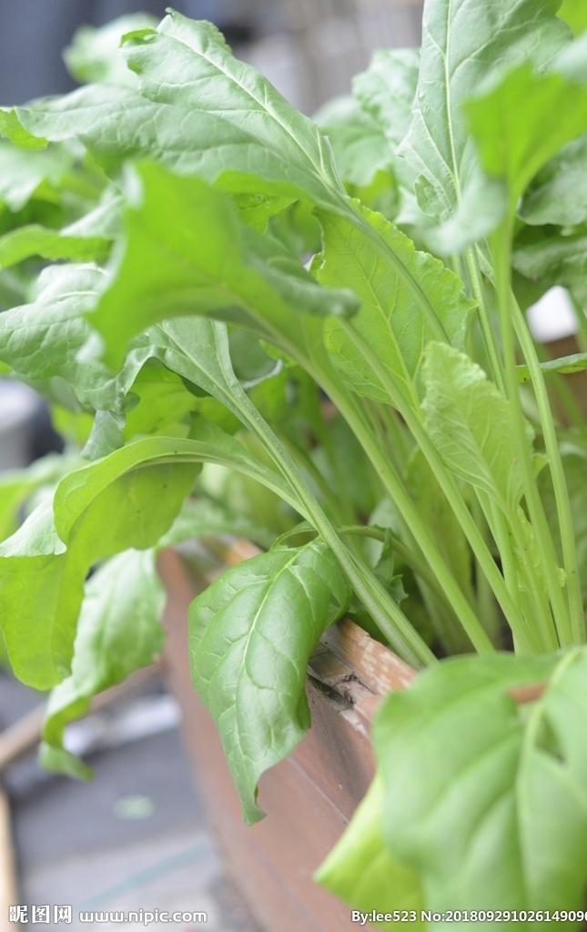 根达菜 根达 绿叶 蔬菜 食品 屋顶菜园 花盆蔬菜 瓜果 生物世界 田园 植物 花草 家里花开了