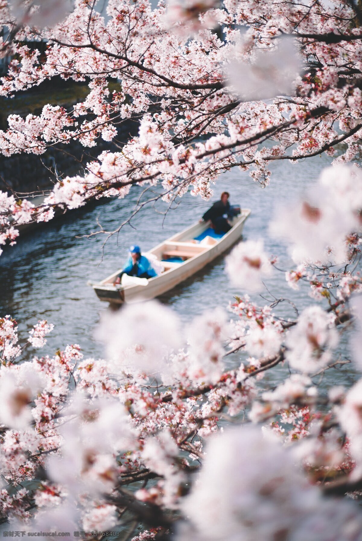日本樱花 日本 樱花 船 三月 粉樱花 樱花海 旅游摄影 自然风景