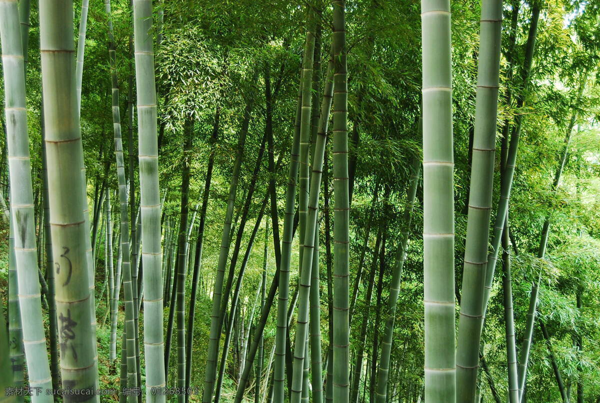 竹林 旅游摄影 青竹 山竹 竹海 竹子 自然风景 南山竹海 碧绿的竹子 矢量图 日常生活