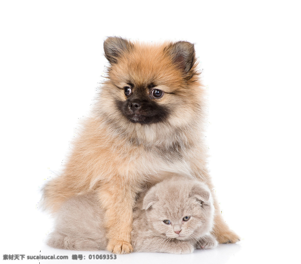 可爱 呆 萌 小型 犬 产品 实物 产品实物 宠物狗 生肖狗 小狗 小奶猫 小型犬