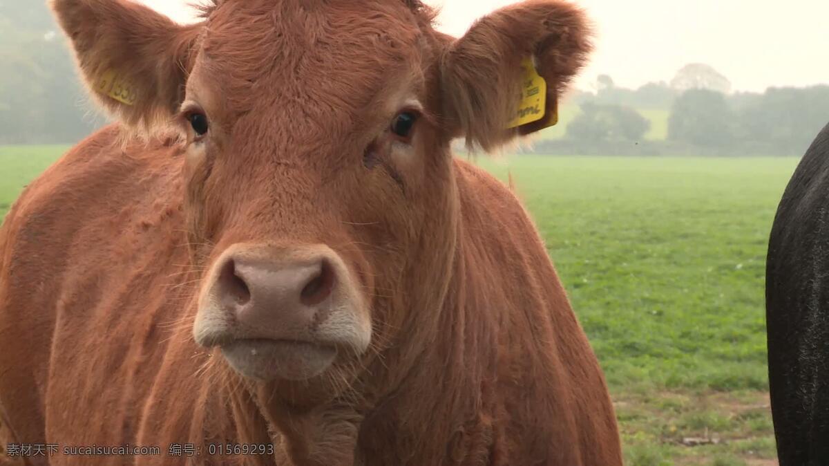 利 穆 赞 大区 牛 动物 自然 奶牛 公牛 农场 草 领域 牛奶 肉 牛肉 行业 农事 农业 引导 小母牛 棕色的 行走 放牧 兽群