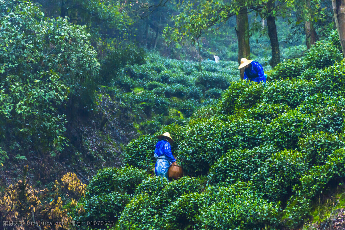 茶 茶叶 茶园 采摘 采茶人 龙井茶 茶叶图片 茶园图片 茶图片 采摘图片 采茶图片 龙井茶图片 茶道 茶山 茶壶 泡茶 茶具 喝茶 生活百科 生活素材