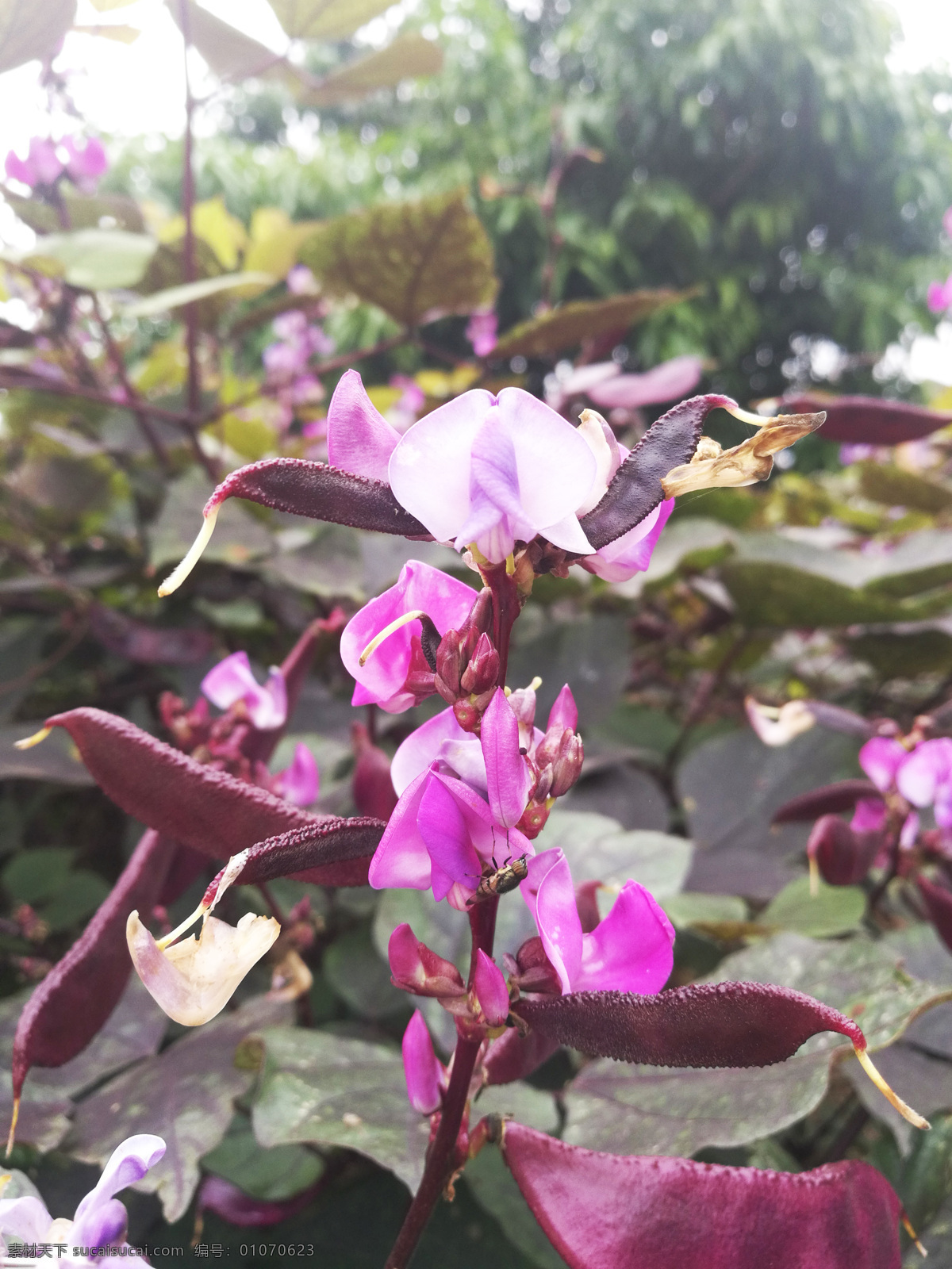 紫色花 花 粉色 紫色 紫花 绿叶 刀豆 扁豆 紫刀豆 豆 蔬菜 豆类 其他原创 生物世界 自然景观 自然风景