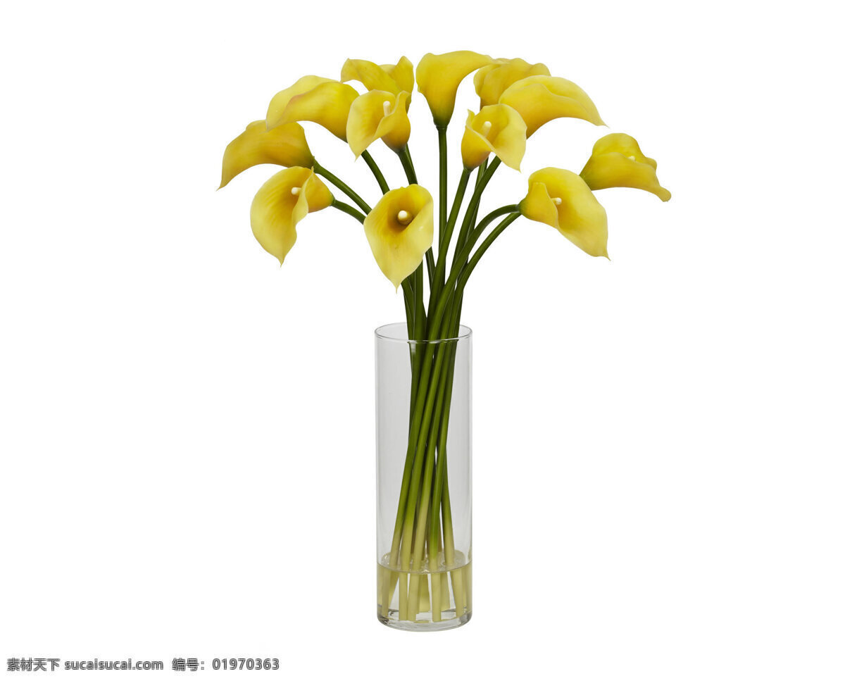 马蹄莲花瓶 插花 花瓶 马蹄莲 黄色 花卉 花束 水芋 鲜花素材 花草 生物世界