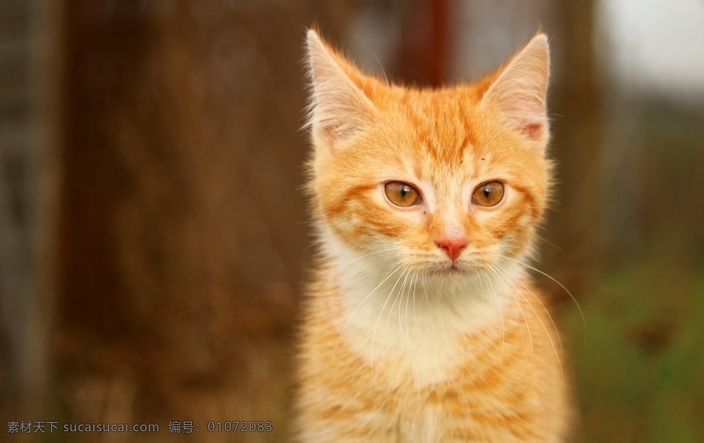 可爱的虎斑猫 虎斑猫 猫咪 花猫 小猫 喵星人 小动物 宠物猫 小橘猫 橘猫 生物世界 家禽家畜