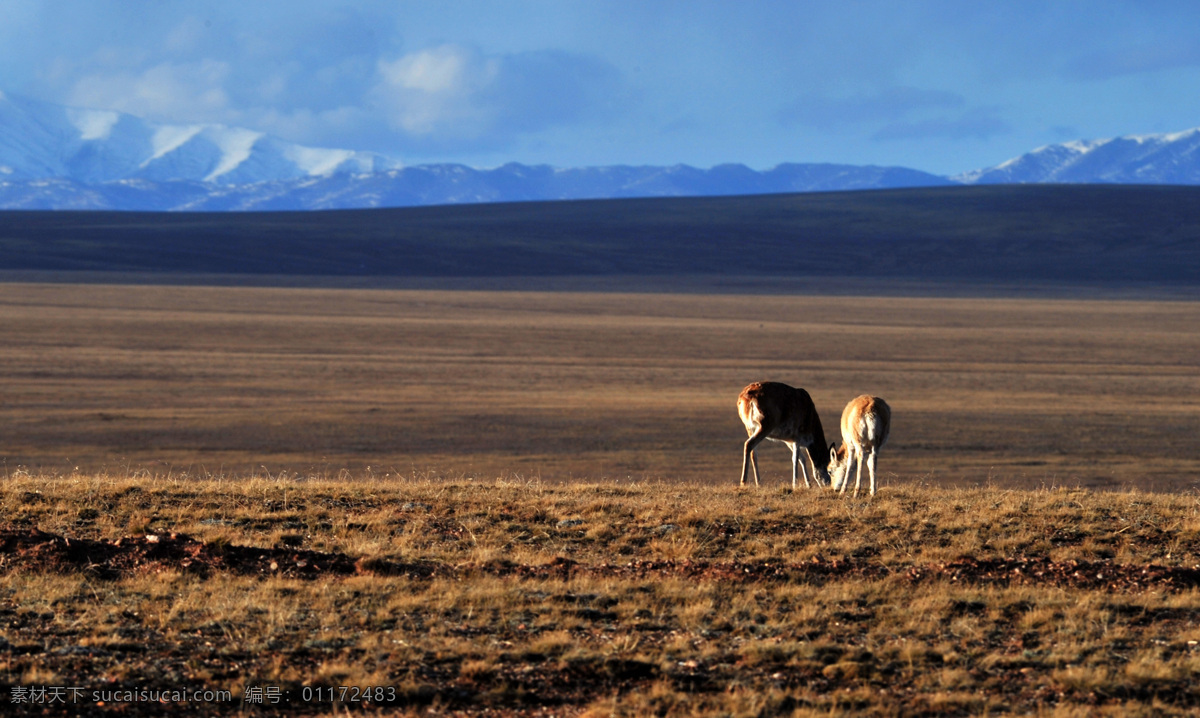 西藏草原 草原 藏区草原 草原动物 雪山 草地 旅游摄影 国内旅游