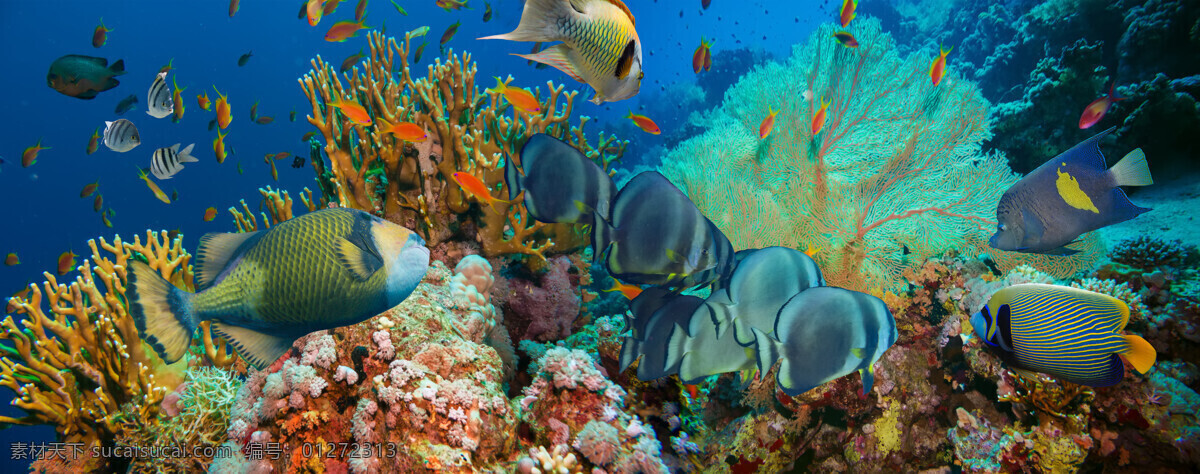 海底 珊瑚 海鱼 海底鱼类动物 海底世界 海水 海洋生物 鱼类动物 鱼类 大海图片 风景图片