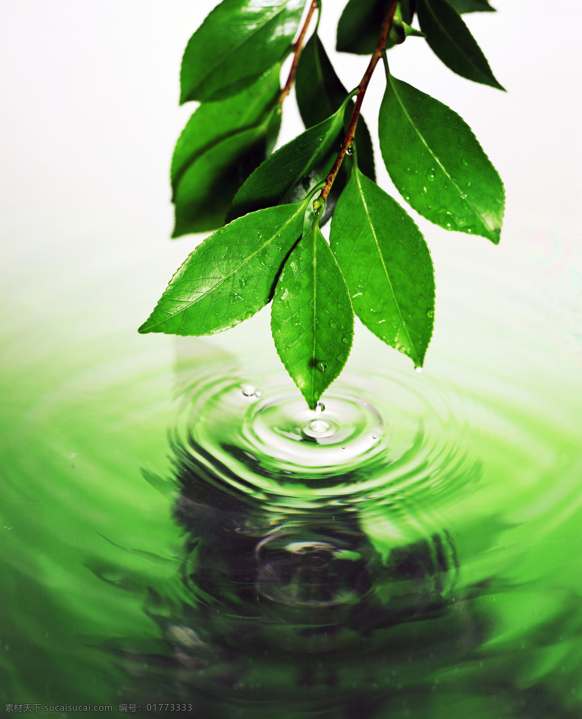 绿色 绿叶 生物世界 树木树叶 树叶 树枝 水滴 点 水 树叶点水 叶子 水面 水纹 水珠 psd源文件