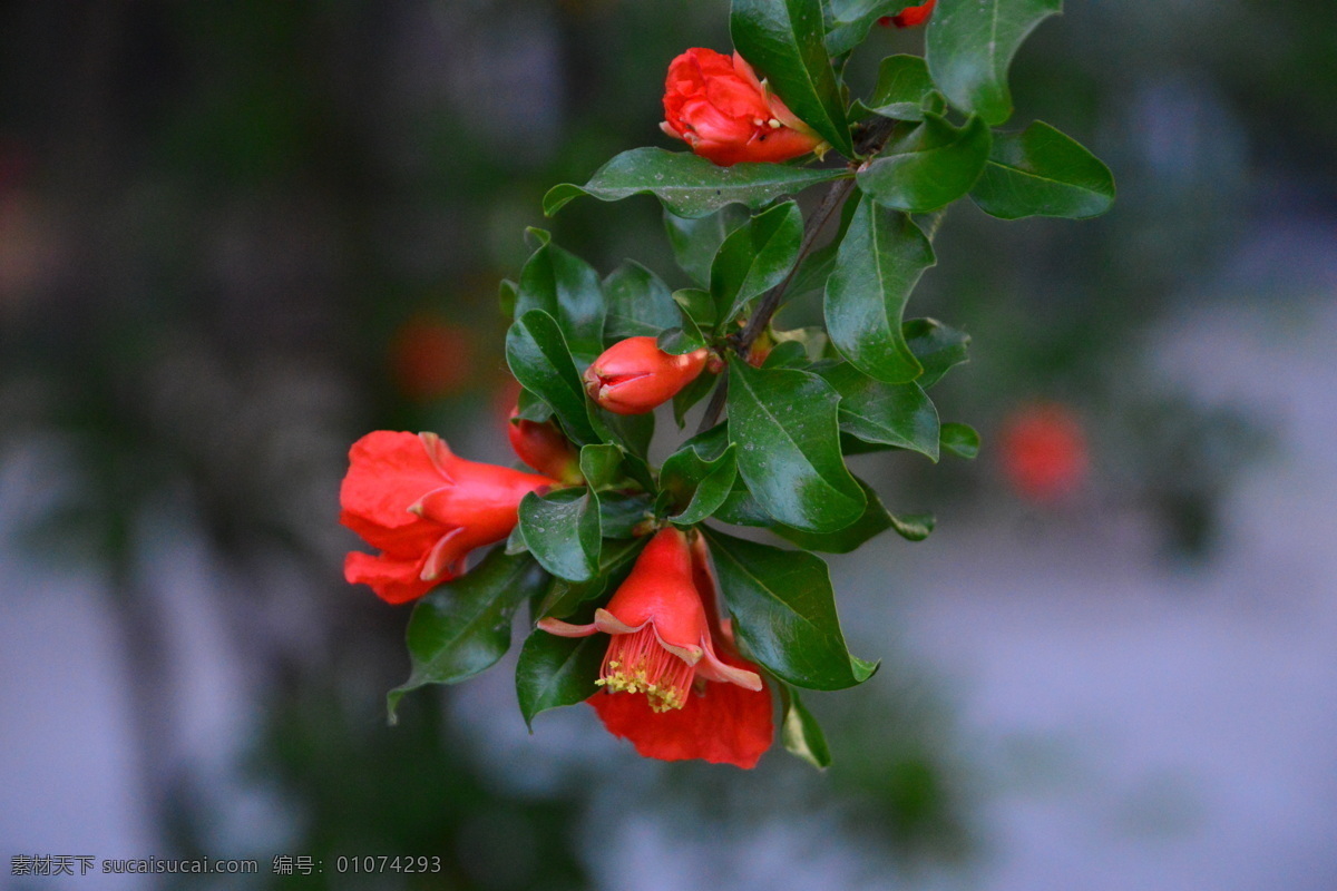 石榴花 石榴 安石榴 若榴 花卉 花儿 枝叶 石榴树 花草 植物 园林绿化 绿化景观 石榴花石榴 生物世界