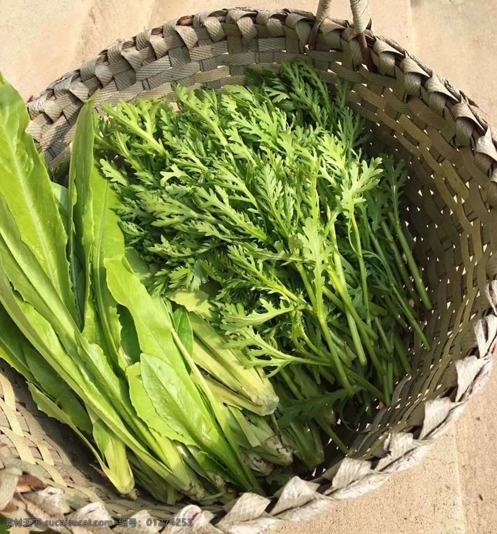 茼蒿油麦菜 茼蒿 油麦菜 蔬菜采摘 菜篮子 菜地 植物 生物世界 蔬菜