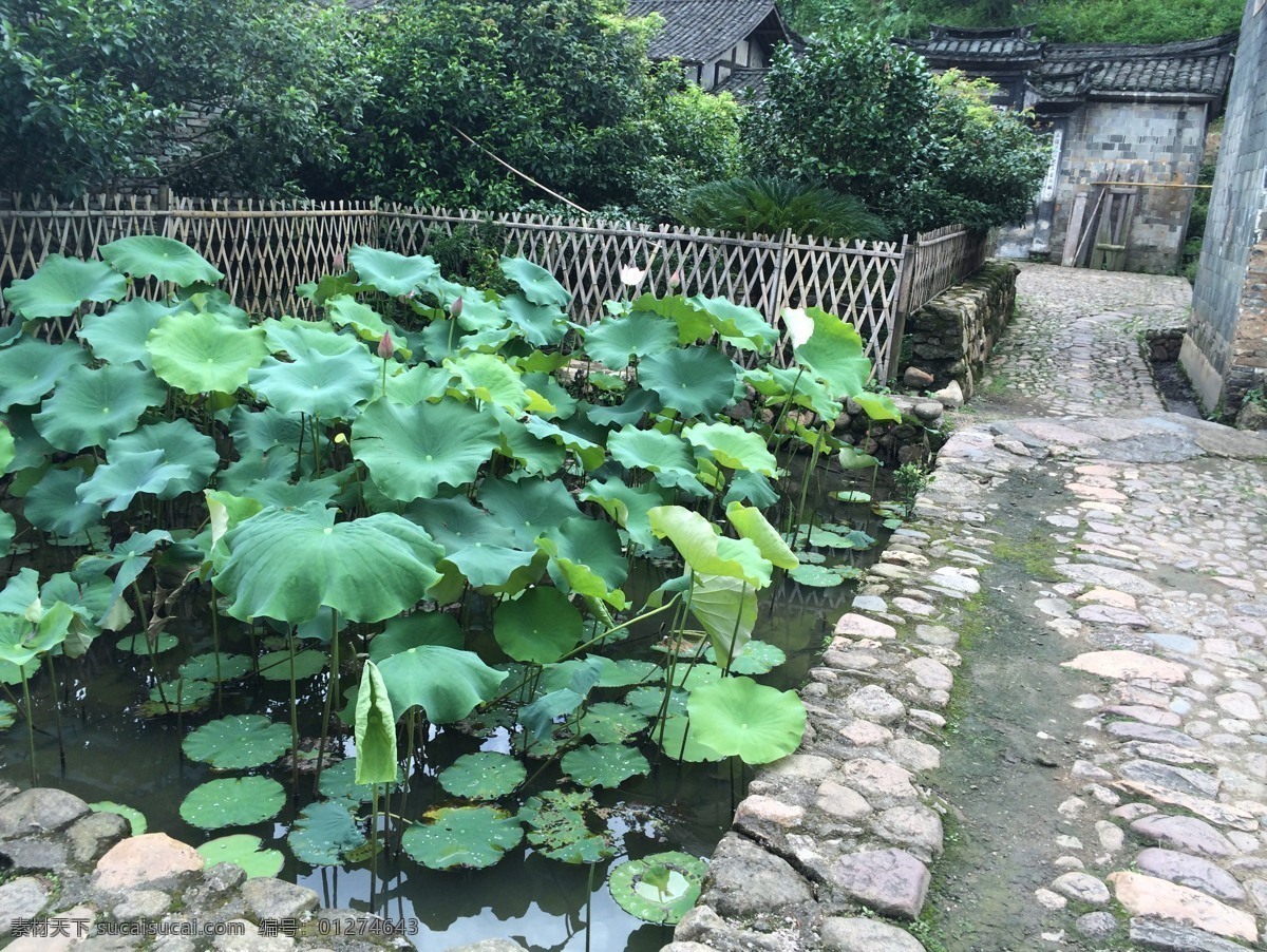 龙岩 培田 美丽乡村 风景 水景 池塘 旅游摄影 国内旅游