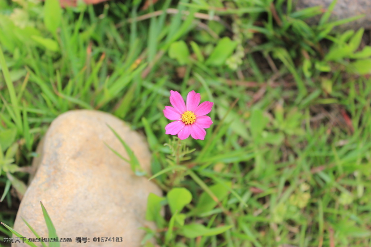 格桑花 格桑梅朵 植物 美丽 幸福 生物世界 花草 绿色