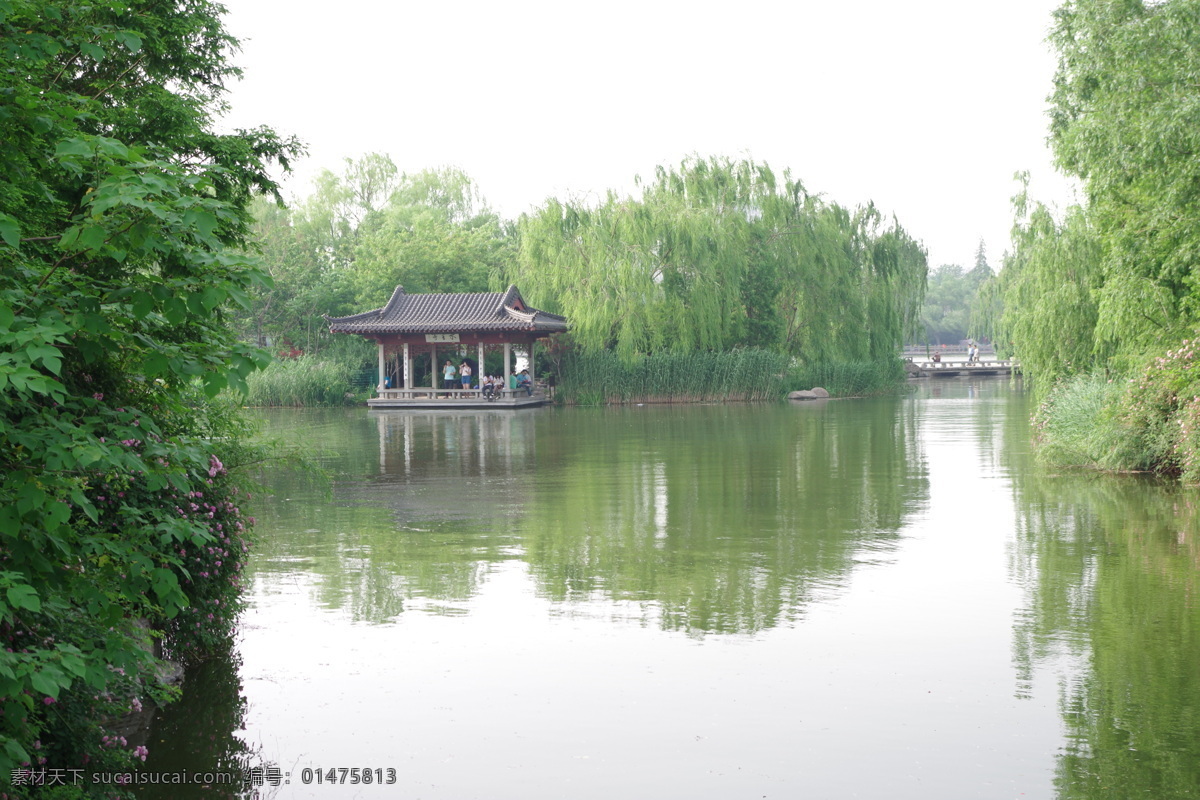 大明湖 凉亭 垂柳 柳树 平静的湖水 湖水 绿色 自然风景 自然景观