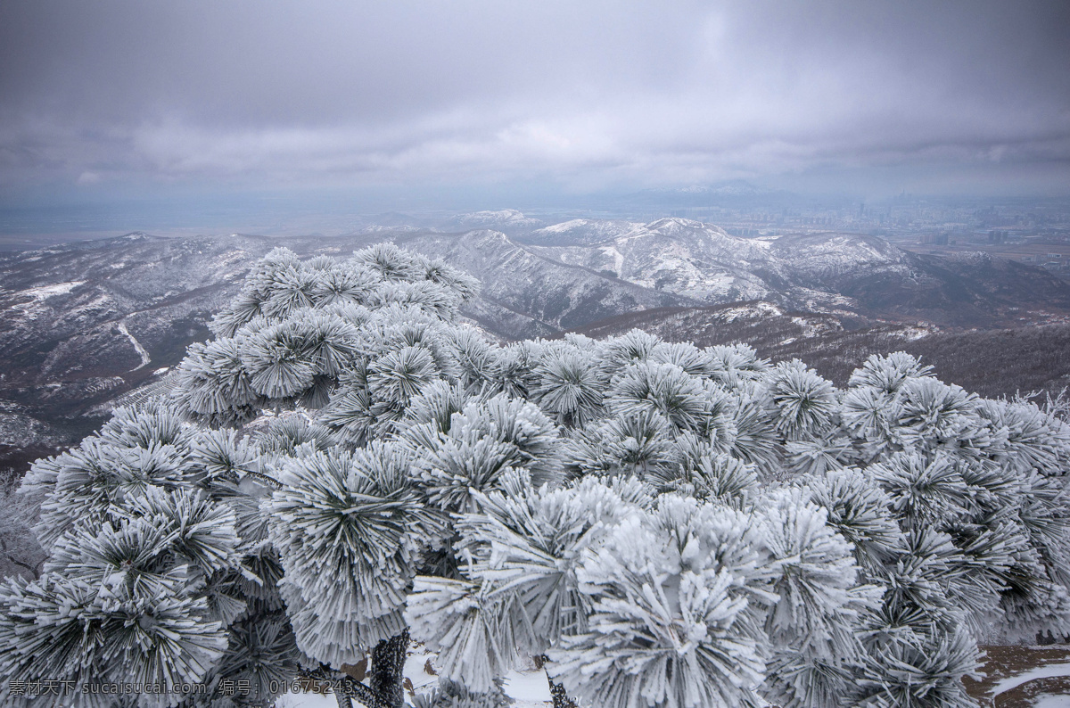 花果山雪松 雪松 花果山 雪山 冬天风景 冬天 风景图片 自然景观 风景名胜