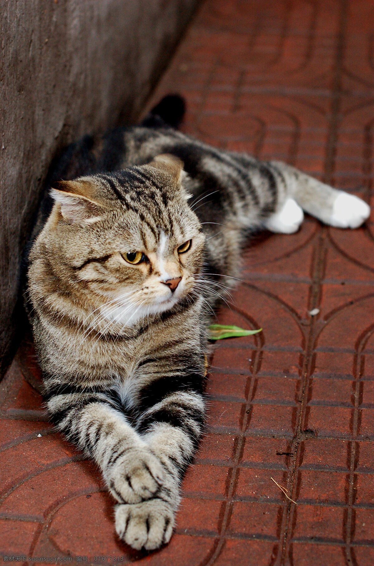 可爱的小猫 猫咪 宠物 小猫 花猫 特写 黑色 白色 眼睛 宠物摄影 家禽家畜 生物世界