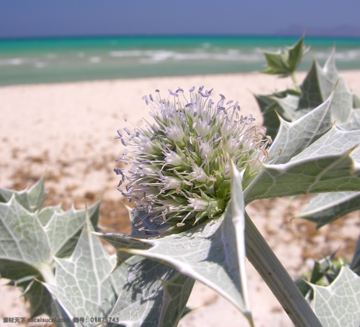 海边 植物 大海 海滩 海洋 花草 花草素材 绿植 沙滩 边植物 生物世界 psd源文件