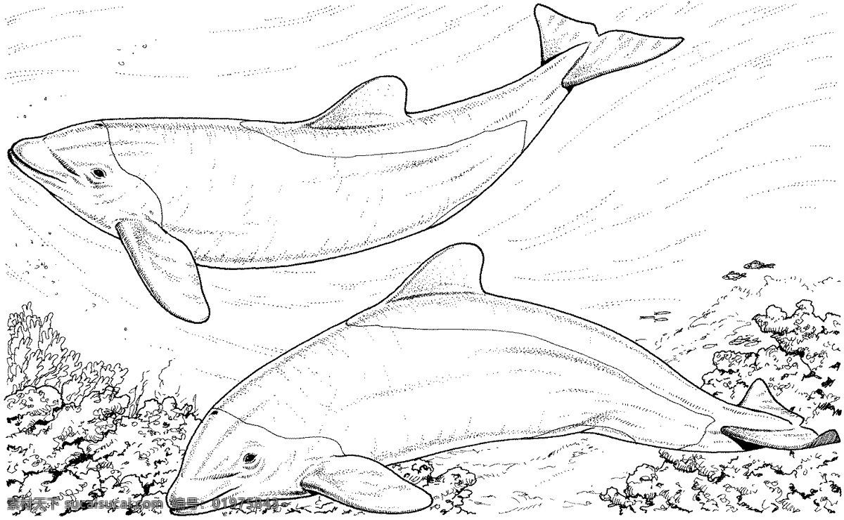 海豚素描 鱼 水中动物 动物素描 哺乳动物 海豚 动物手绘画 设计素材 动物专辑 素描速写 书画美术 白色