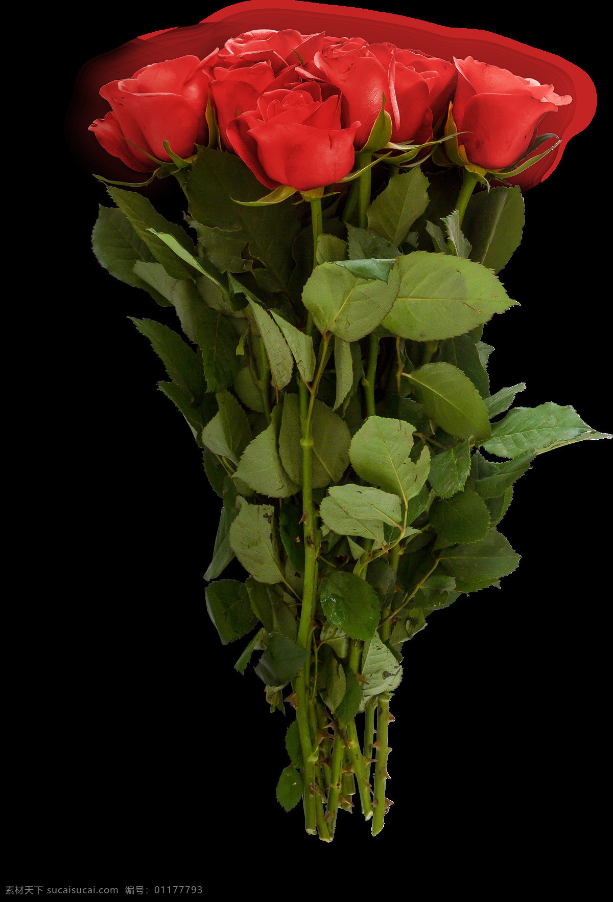 鲜艳 美丽 束 玫瑰花 透明 红色 绿叶 花刺 植物 透明素材 免扣素材 装饰图片