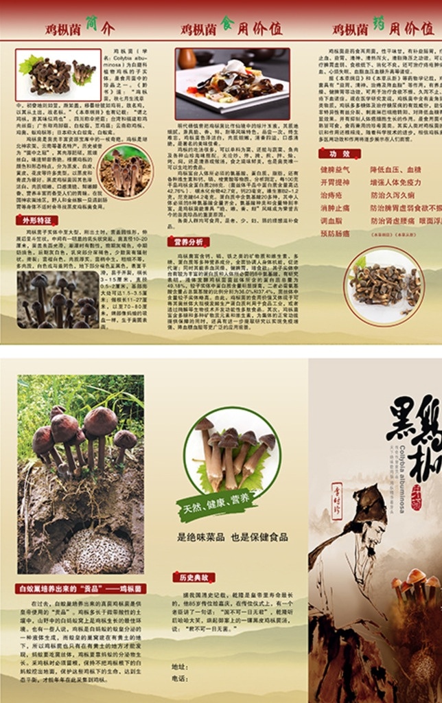 鸡枞菌三折页 鸡枞菌 黑鸡枞 折页 菌参 食用价值 药用价值 鸡枞菌简介 折页设计 鸡枞菌广告 源文件 分层