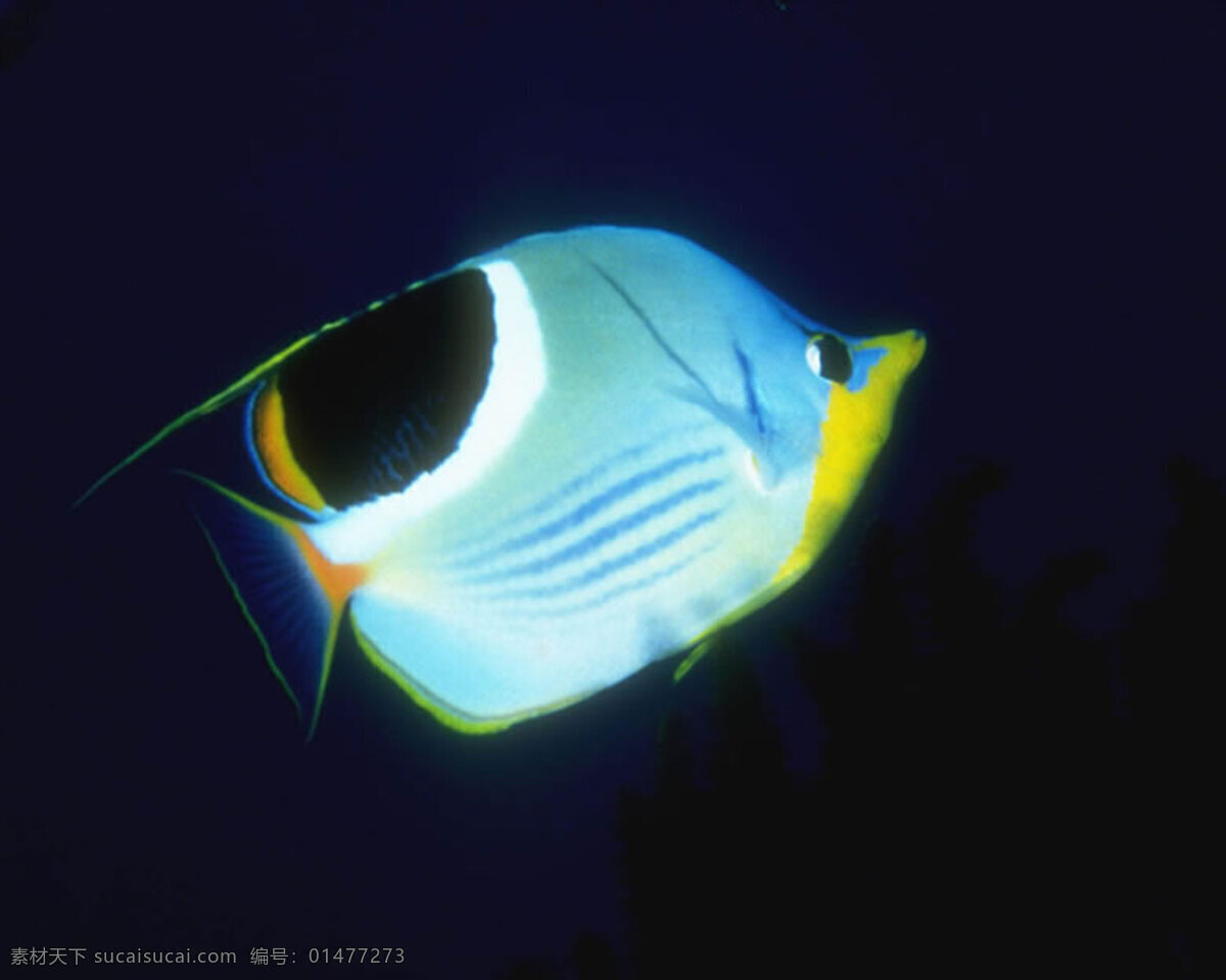 魚 300 摄影图库 生物世界 鱼类 魚類 攝影圖庫